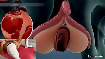 Intense Female Orgasm Within Biological Anatomy