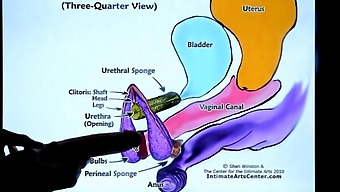 Facial Play And Toy-Assisted Squirting In Instructional Video